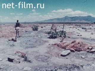News Foreign newsreels №6584 (1981)