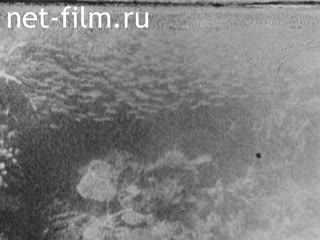 News Foreign newsreels №5948 (1979)