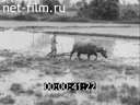 Foreign newsreels №4900