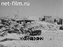 Foreign newsreels №2776