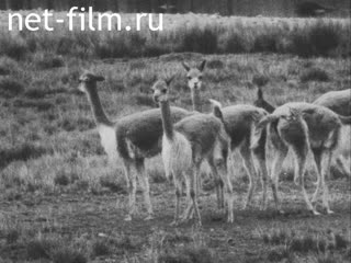 News Foreign newsreels №1740 (1968)