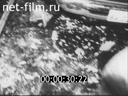 Foreign newsreels №4174