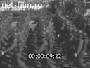 Кадр видео