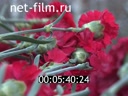 Космическая среда №176 10.01.2018