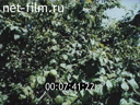 Footage frame