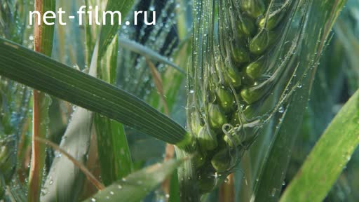 Footage Cosmonautics. Greenhouse in orbit. (2014)