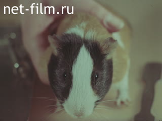 Footage Animal Experiments at the Kurchatov Institute of Atomic Energy. (1982-1987)