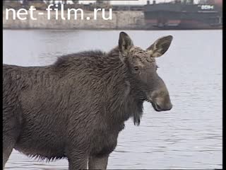 Telecast Highway Patrol (2001 №1) release from 16.04-17.04.