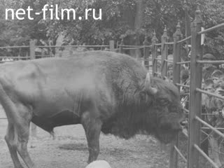 Footage Kinoglaz (pieces of "Life by surprise"). (1924)