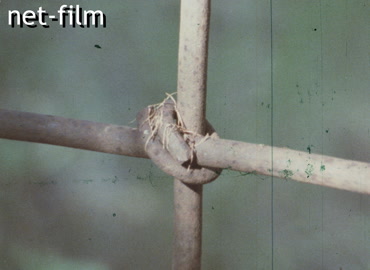 Footage Former camp on Sakhalin. (1986)