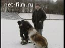 Training of dogs