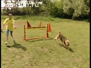 Footage Dog Training. (1990-1999)