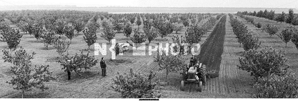 Совхоз "Ершовский" Саратовской области