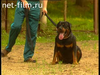 Footage Taming watchdogs. (1995-1996)