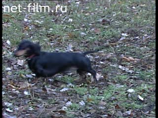 Footage Dachshunds. (1990-1999)