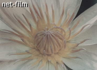 Movie Life is a cosmic phenomenon. (1988)