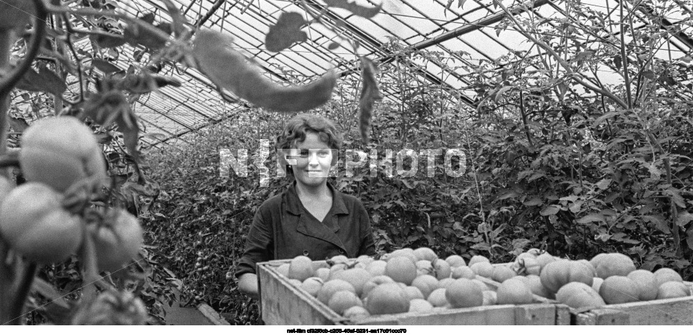 Совхоз имени Шевченко в Оренбургской области