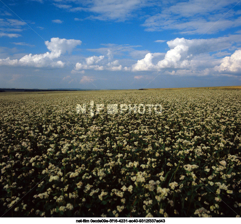 Views of Kursk region