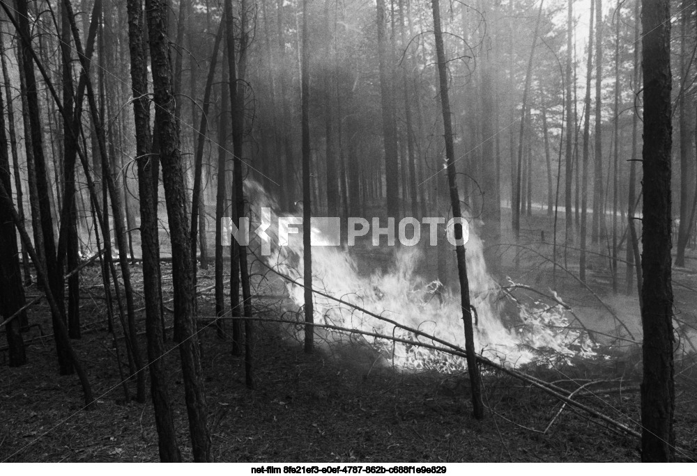Forest fires in the Chita region
