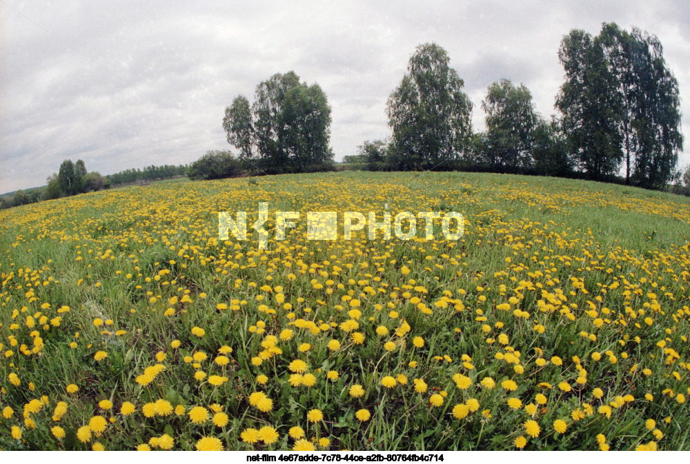 Совхоз "Косихинский" в Алтайском крае