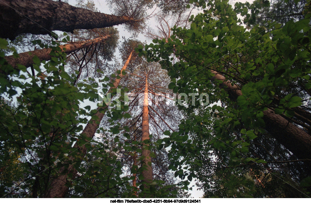 Nature of the Leningrad region