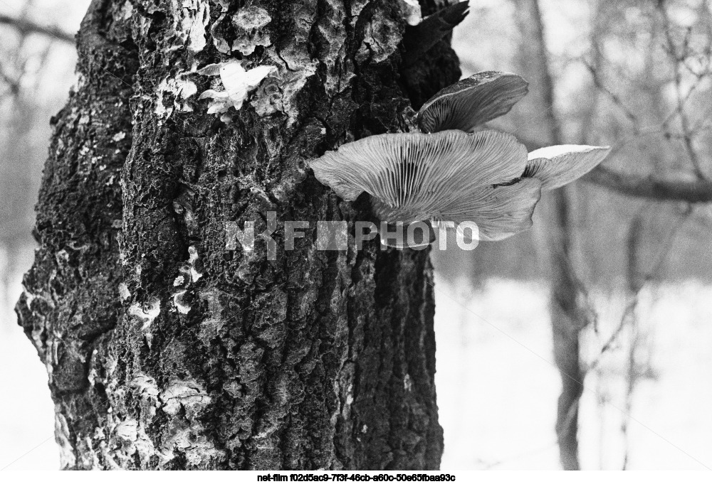 Nature of Kursk region