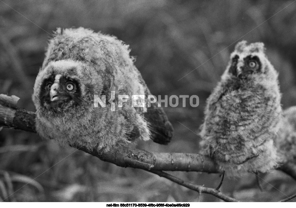 Центрально-Черноземный государственный заповедник им. проф. В.В. Алехина