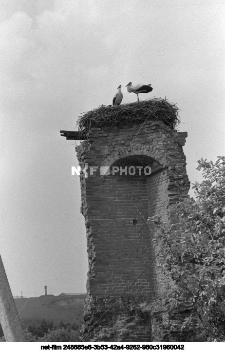 Аисты в Курской области
