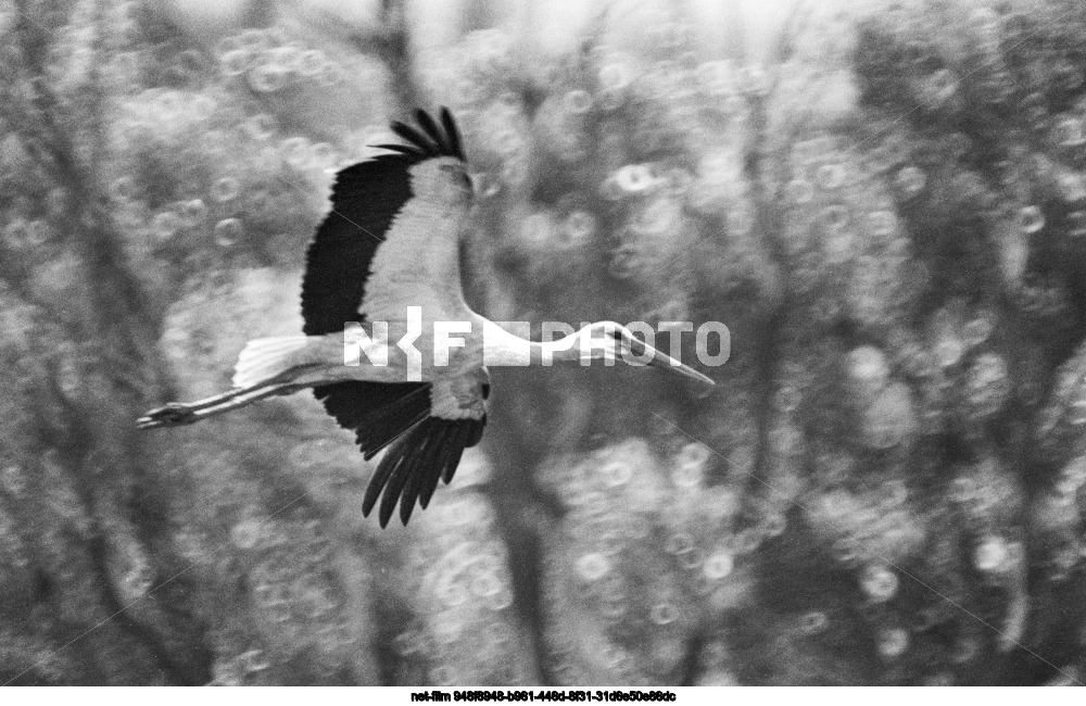 Природа Курской области