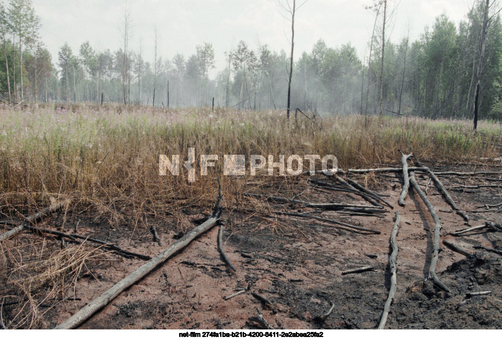Forest fires in the Moscow region