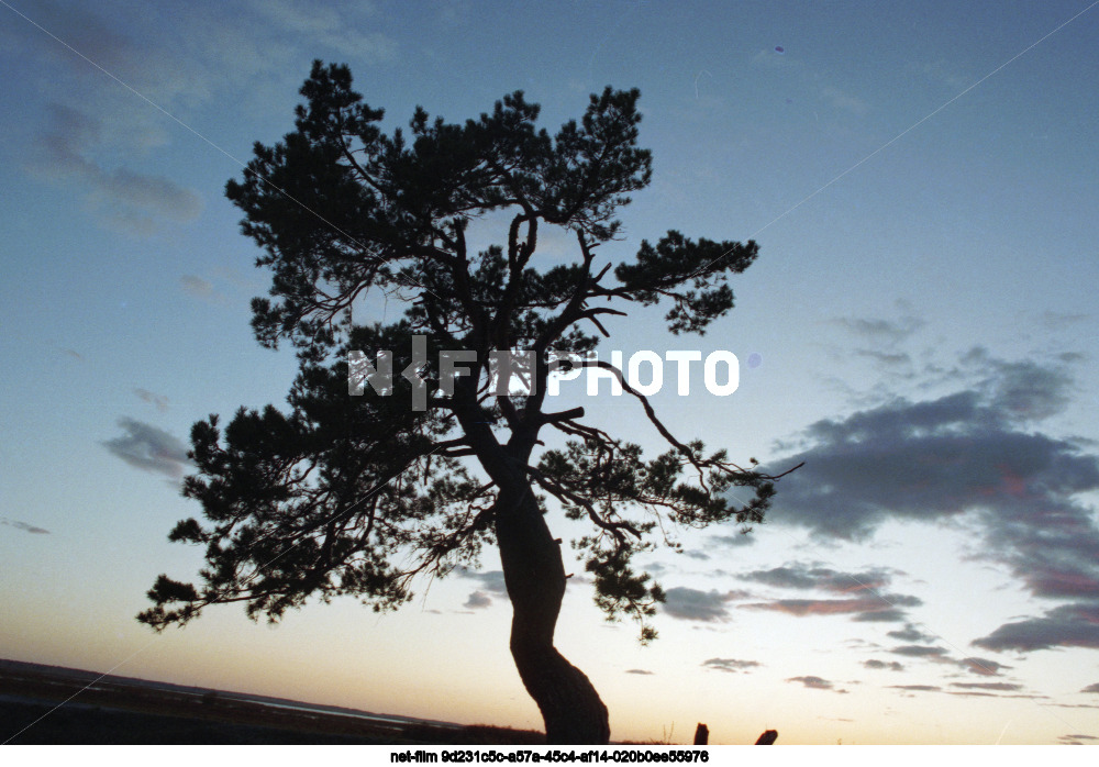 Природа Тюменской области