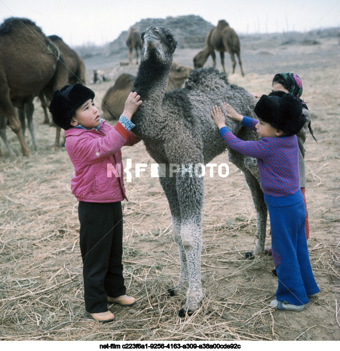 Camel breeding in the Turkmen SSR