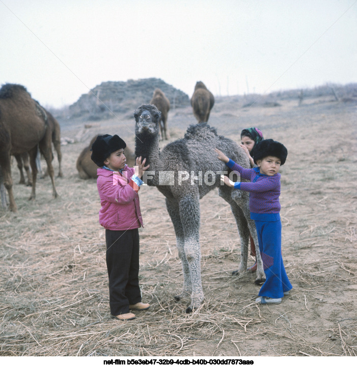 Camel breeding in the Turkmen SSR