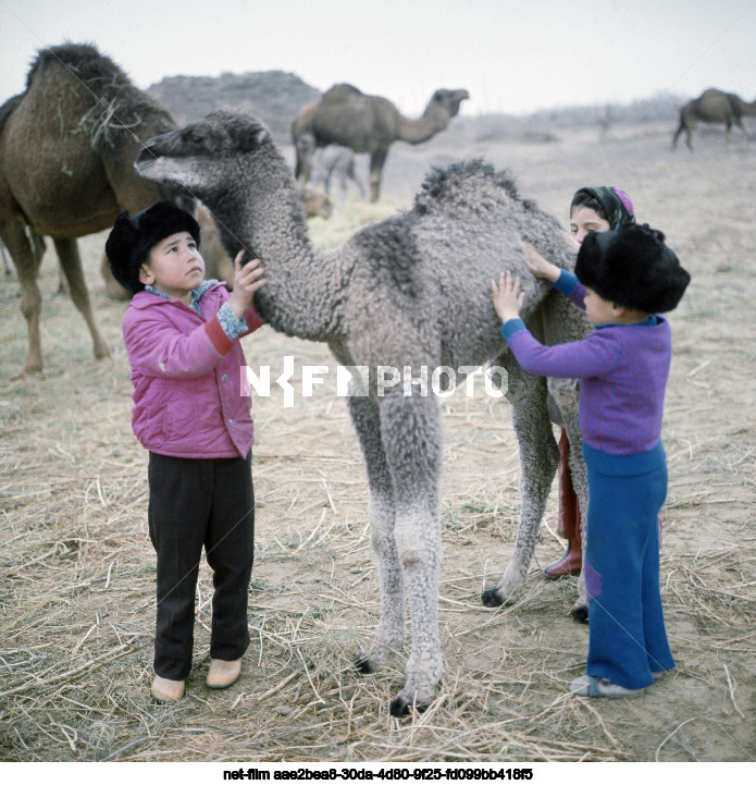 Camel breeding in the Turkmen SSR