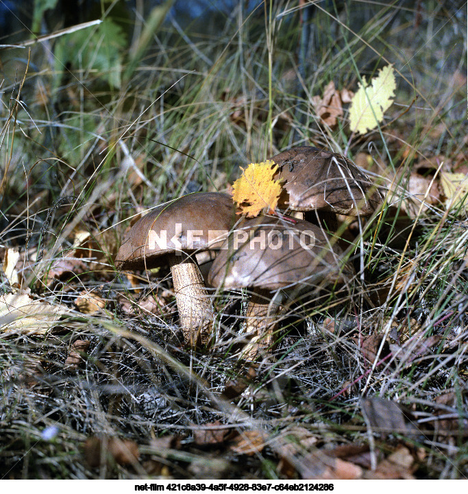 Nature of Kursk region