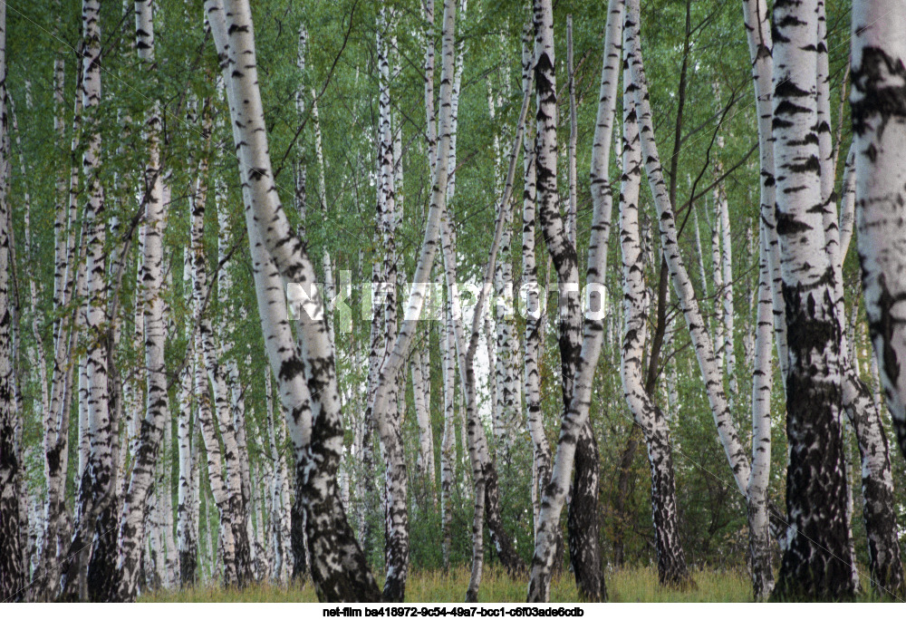 Birch grove