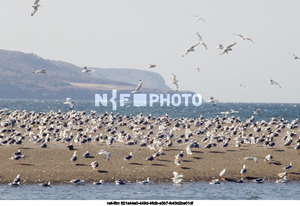 Природа Сахалинской области