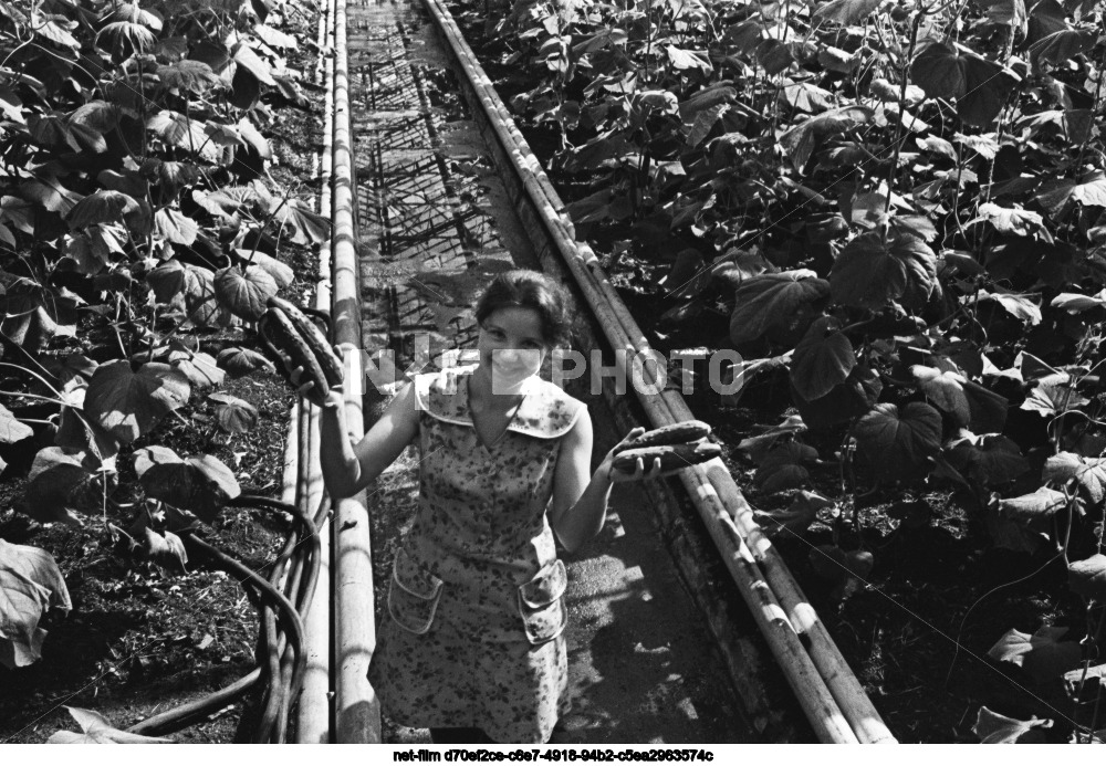 Совхоз "Термальный" в Камчатской области