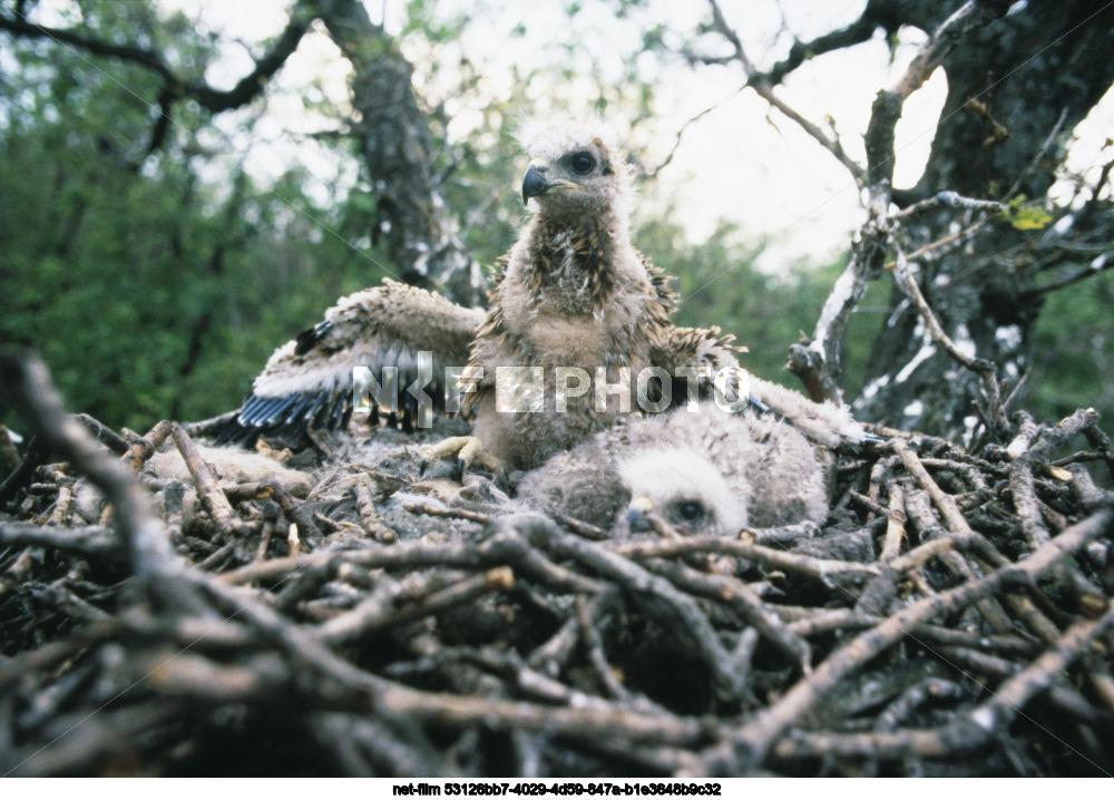 Центрально-Черноземный государственный заповедник им. проф. В.В. Алехина