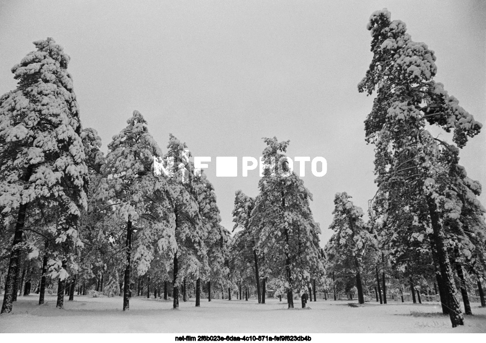 Природа Читинской области