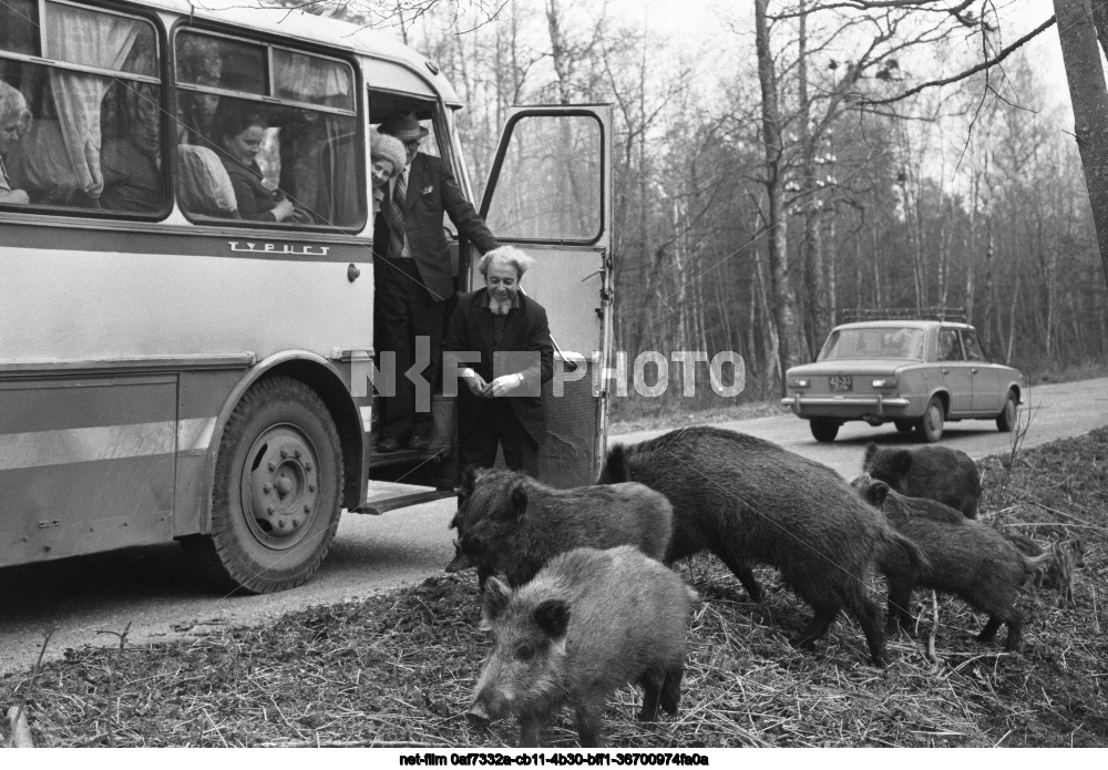 Wild boars on the Curonian Spit