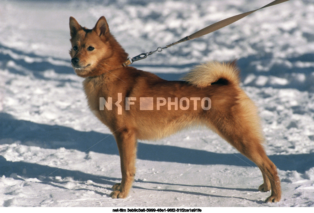 Карело-финская лайка