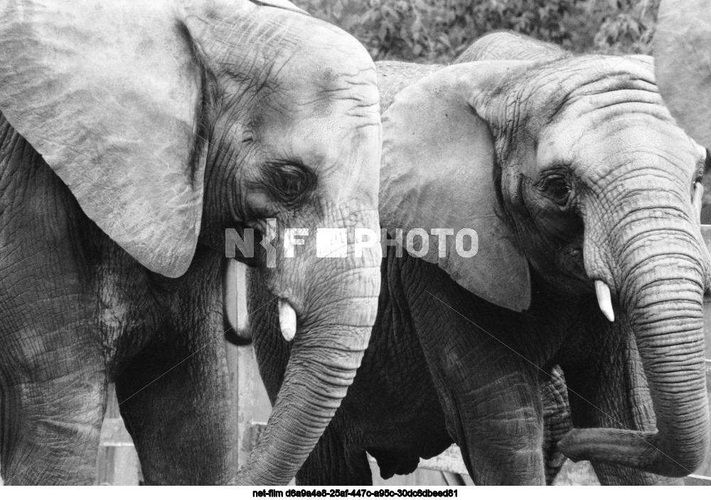 Московский зоопарк