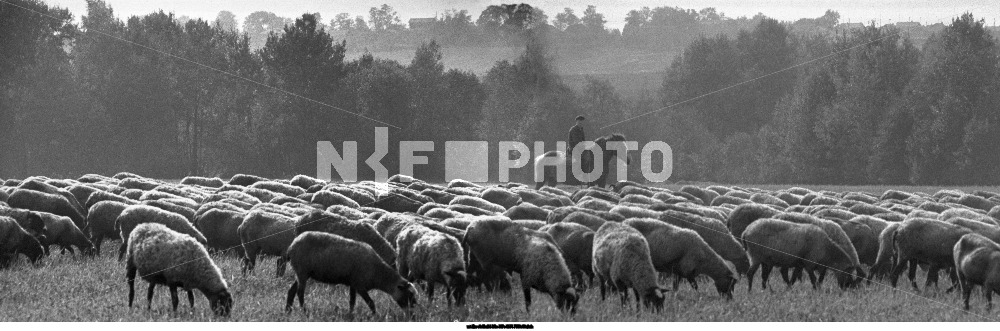 Sheep breeding complex of the state farm "Verzino" in the Yaroslavl region