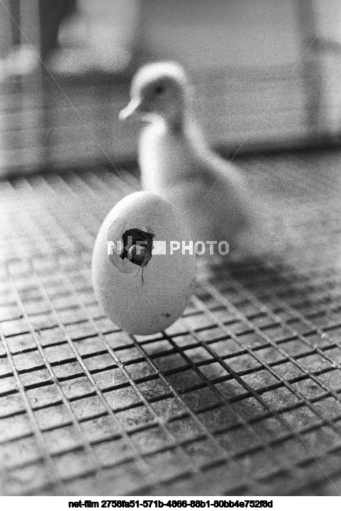 Malodubinskaya poultry farm in Moscow region