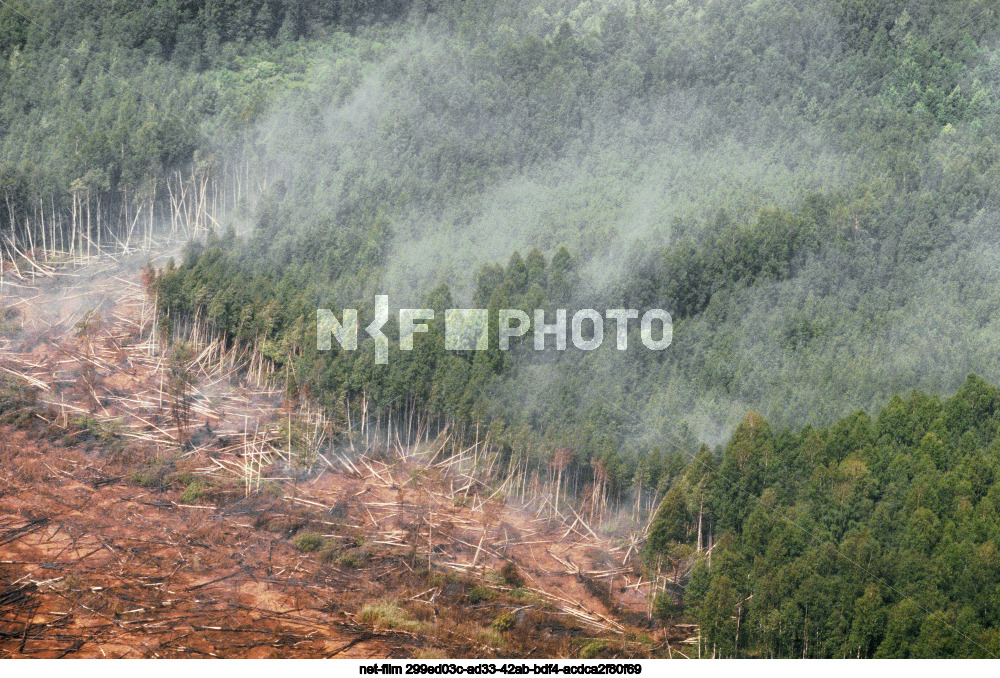 Forest fires in the Moscow region