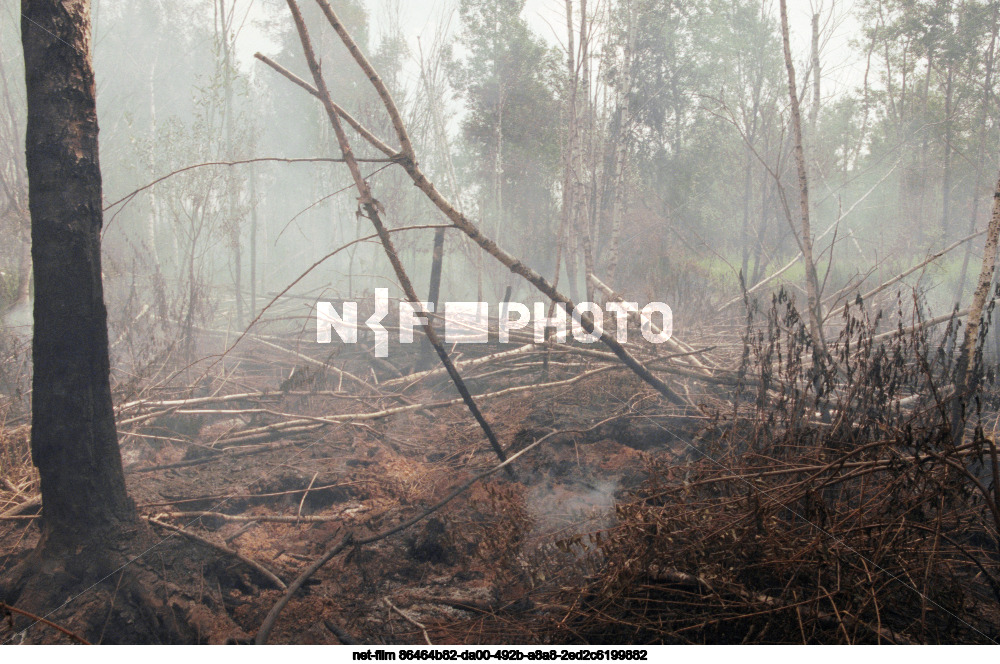 Forest fires in the Moscow region