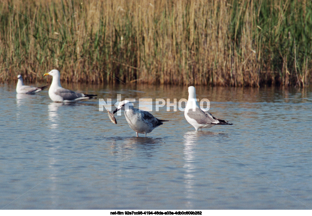 Природа Тюменской области