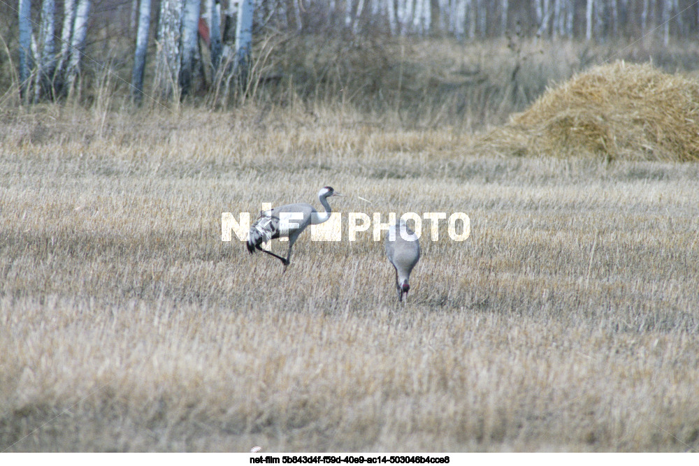 Природа Тюменской области