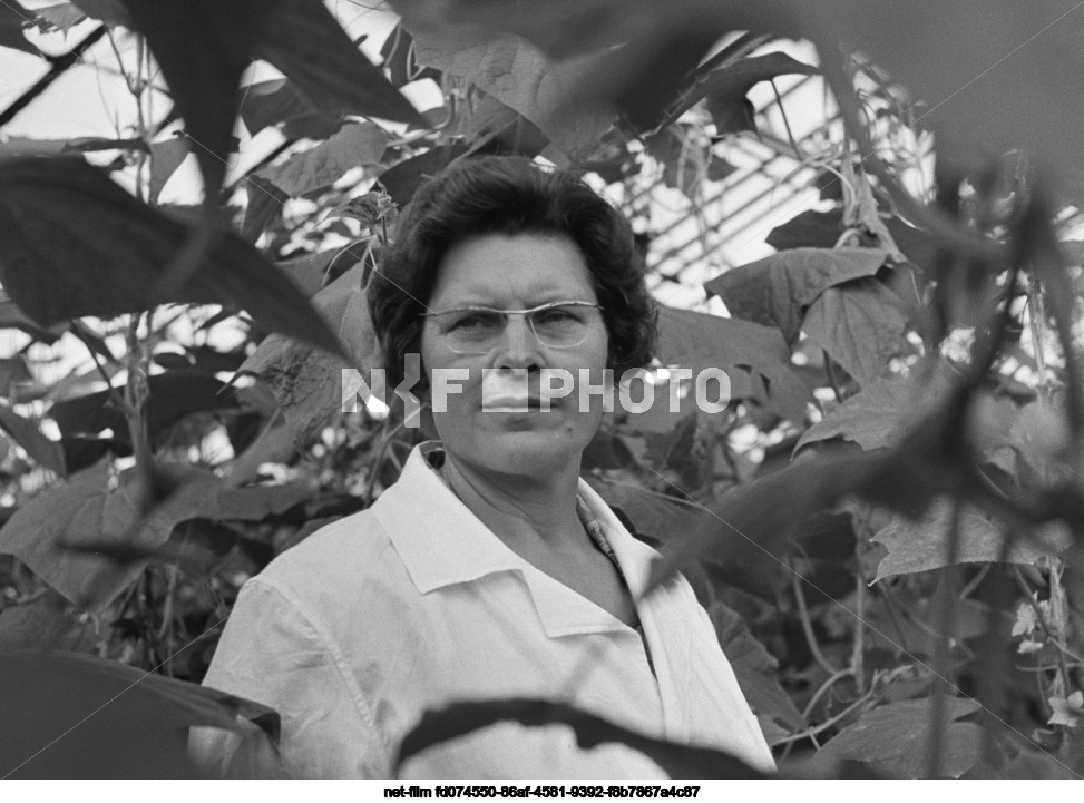 Совхоз "Тепличный" в Сахалинской области